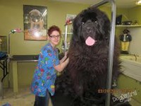 /album/nejvetsi-veci-na-svete/nejvetsi-pes-jpg/